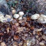Funghi porcini sul Pollino