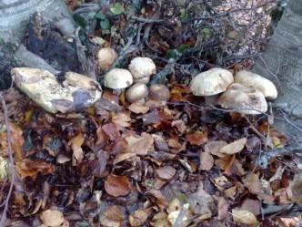 Funghi porcini sul Pollino