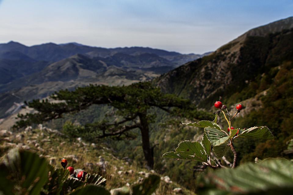 Pollino: particolare di una pianta