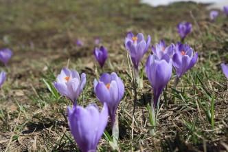 Orchidee sul Pollino