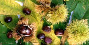 Castagne sul Pollino