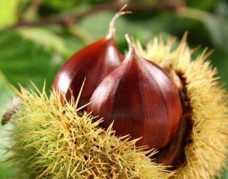 Castagne sul Pollino